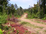 Arborlan, Palawan property: In situ, brick red nickeliferous laterite deposits